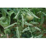 Разворачиваем листочки у томатов… (причины закручивания листьев и как это устранить)