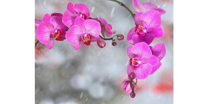 Как сохранить орхидеи? Ухаживаем и соблюдаем условия